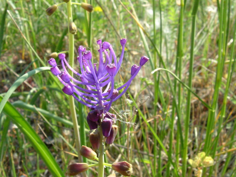 Muscari comosum / Giacinto dal pennacchio